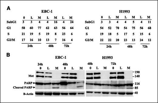 A, cells were treated with Met shRNA M3, luciferase shRNA, or left untreated and processed for flow cytometry at 24, 48, and 72 h after shRNA lentivirus removal, and DNA content analysis by flow cytometry was done.  B, Met inhibition leads to the induction of cleaved PARP.