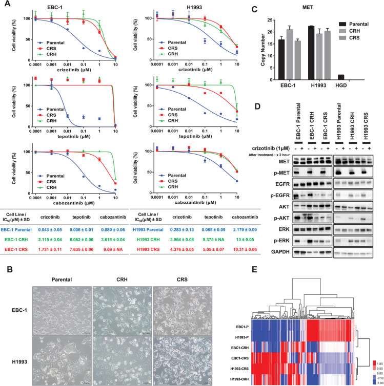 (A) EBC-1, H1993 parental, and resistant cells were treated with crizotinib, tepotinib, and cabozantinib for 72 h, and cell viability was measured using an MTS assay. (B) Morphological changes in parental and resistant cell lines were observed under a light microscope. (C) Copy number assay on MET gene. (D) Protein expression analysis by Western blot in all parental and resistance cell lines. (E) Supervised hierarchical clustering analysis among the highly expressed significant 189 genes, which showed a significant difference with a p-value of less than 0.05 in parental cell lines compared with resistant cell lines.