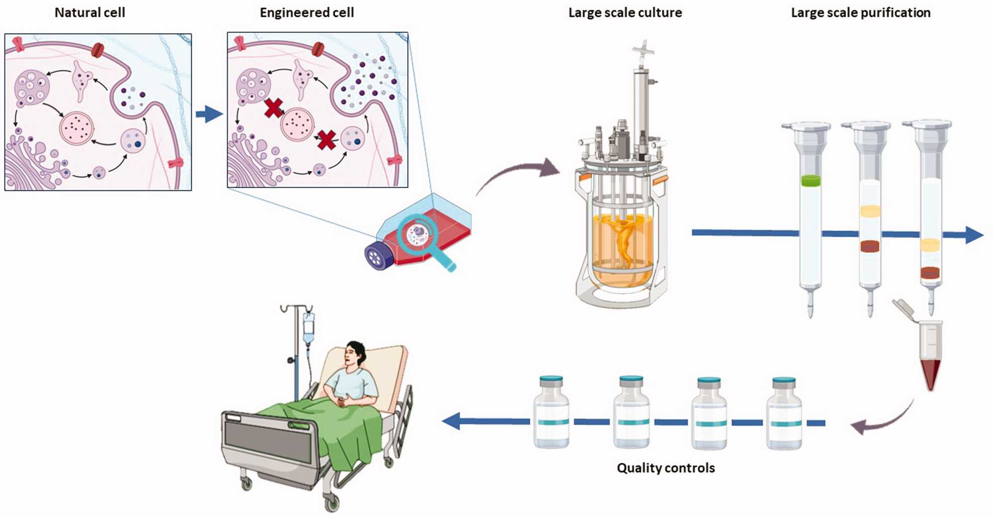 Schematic diagram of exosome production from development of engineered cells to clinical application.