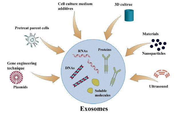 Methods to increase exosome production.