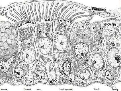 Diagram of normal human bronchial epithelium.