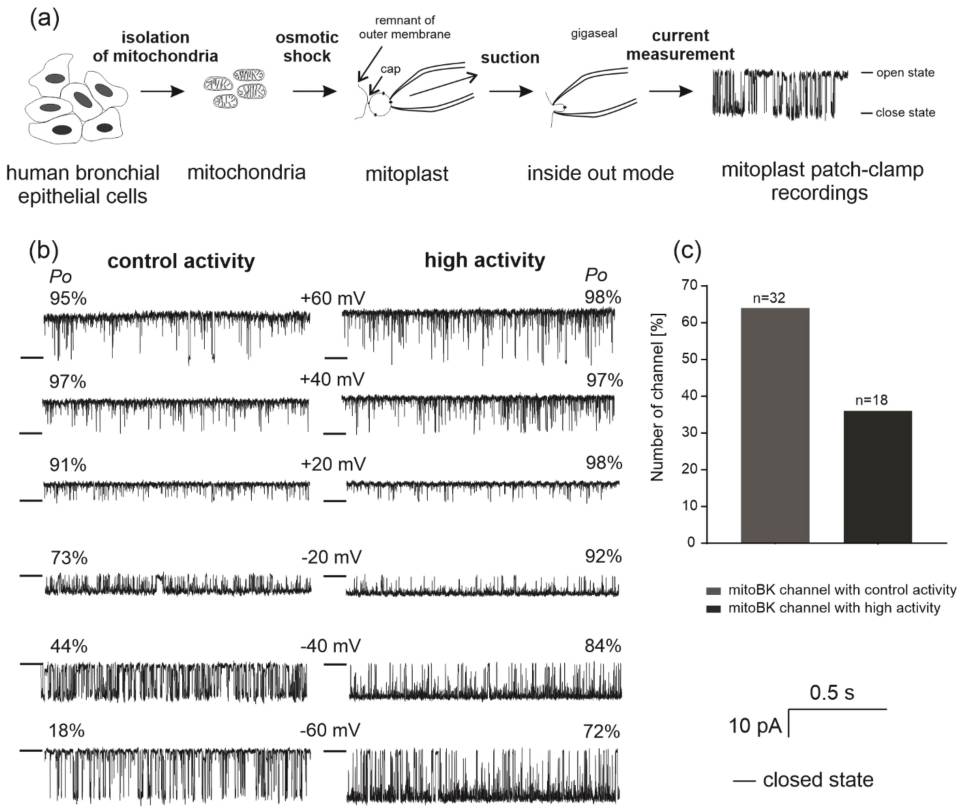 Overview of mitochondrial patch-clamp experiments and comparison of channel activity between the two recordings.