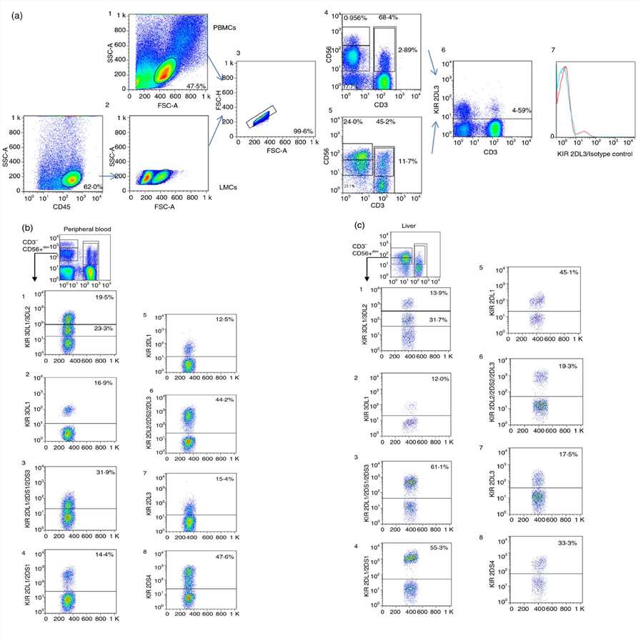 Detailed analysis strategy of KIR expression in peripheral blood and liver NK, NKT, and T cells.