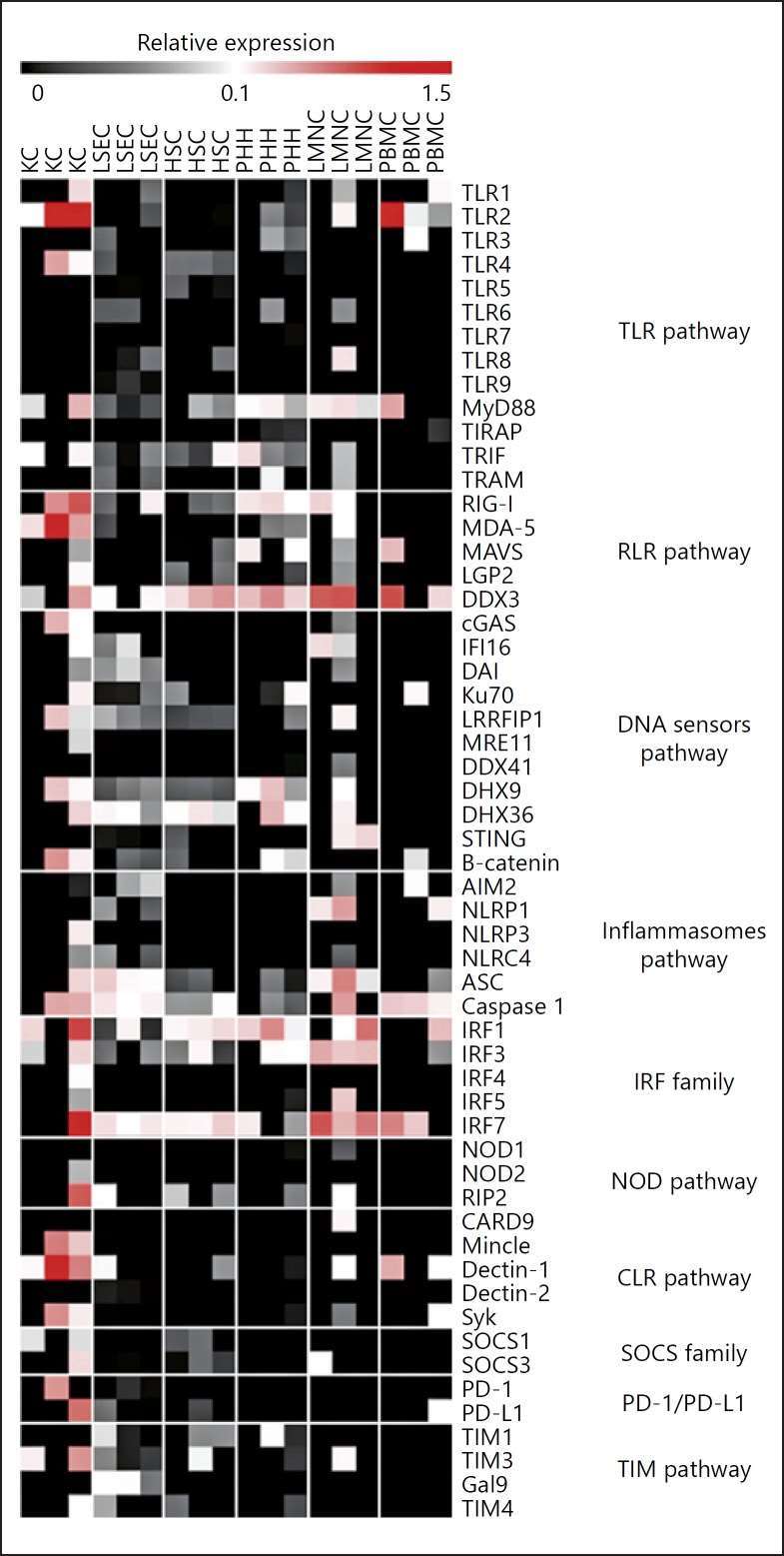 Expression profiles of innate immune receptors and associated molecules in liver cells.