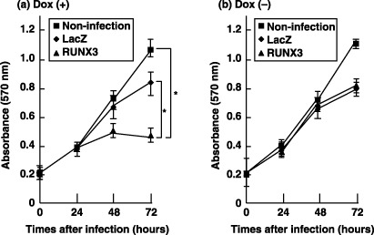 MKN-1 cells were infected at a multiplicity of infection (MOI) of 60 (Ad-Tet-On, MOI 30; Ad-Tet-LacZ or Ad-Tet-FLAG-RUNX3, MOI 30) or left uninfected, and incubated (a) in the presence of doxycycline (Dox) (1 µg/mL), or (b) in the absence of Dox. Values for the Ad-Tet-FLAG-RUNX3 group are significantly suppressed compared to those for the Ad-Tet-LacZ or uninfected groups in a time-dependent manner.