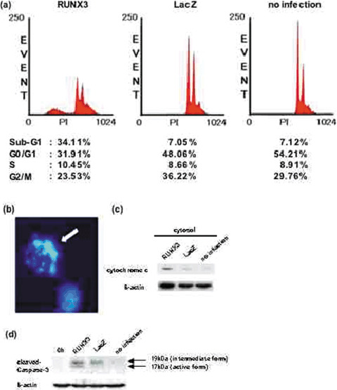 (a) Detection of apoptotic cells by flow cytometry. (b) Morphological examination to detect apoptosis by Hoechst 33258 staining. (c, d) Detection of cytochrome c release and cleaved caspase-3 protein.