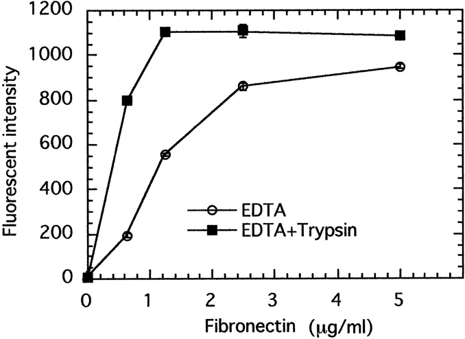 The 96-well plastic plates were coated with fibronectin at the indicated concentrations. MKN-1 cells harvested with EDTA alone (○) or with EDTA plus trypsin (▪) were incubated on the fibronectin-coated plates at 37°C. One hour later, the relative number of adherent cells was determined by measuring fluorescent intensity.