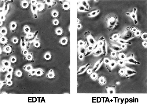 MKN-1 cells were incubated at 37°C for 1 h on 24-well plates precoated with 500 μl of 0.625 μg/ml fibronectin.