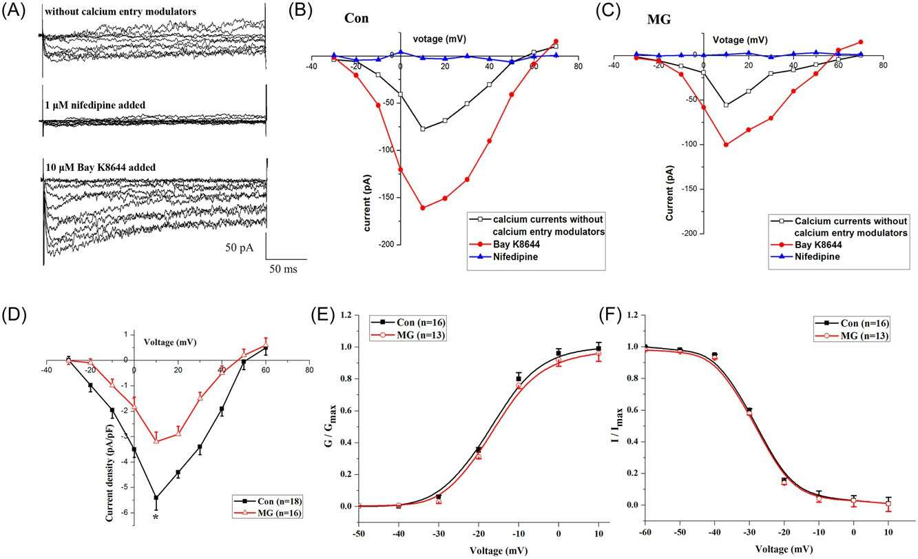 Patch-clamp techniques used to measure whole-cell LTCC currents in primary mouse osteoblasts from the control and microgravity (MG) groups.