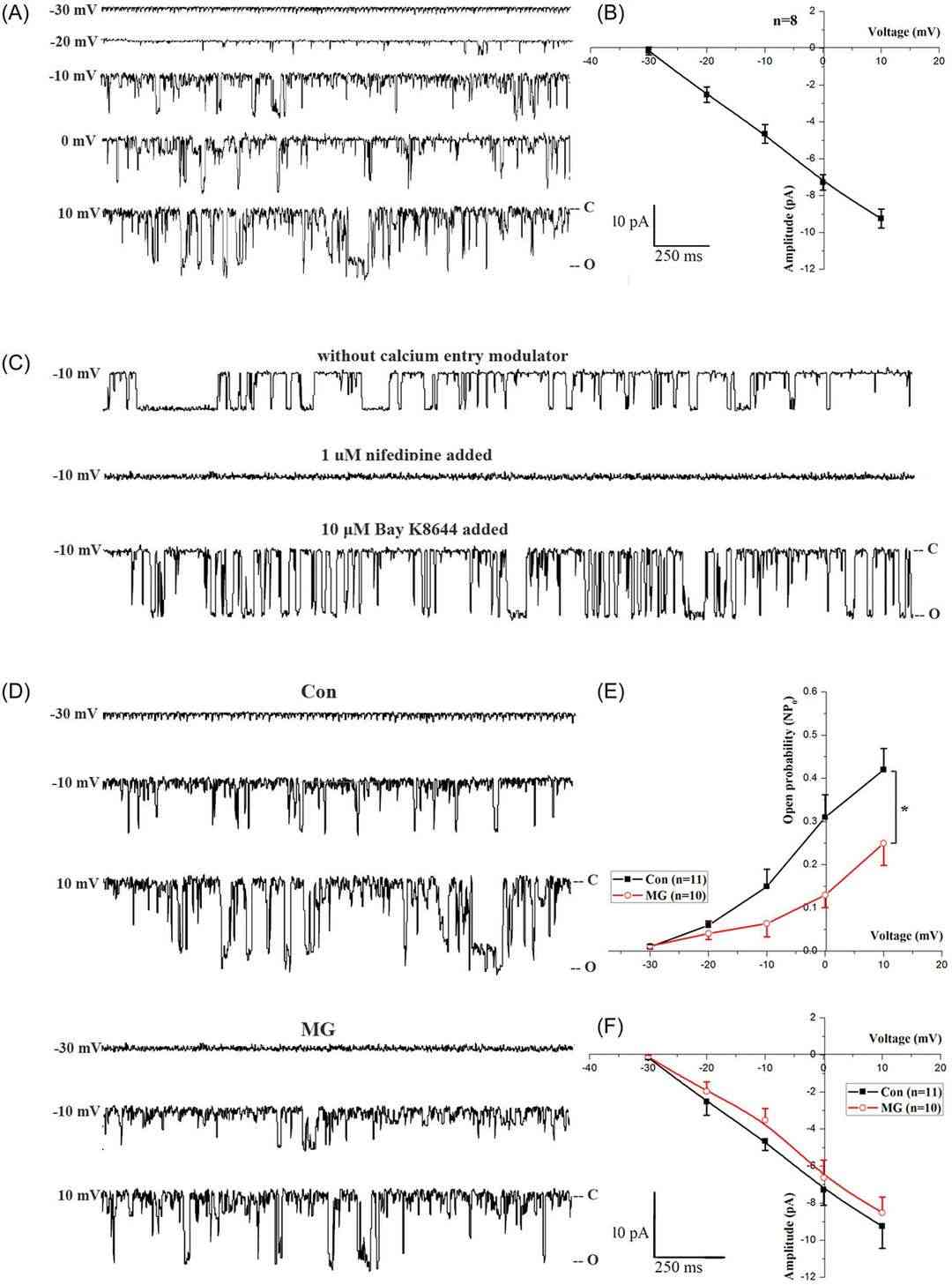 Influence of microgravity (MG) on LTCC single-channel activity in cell-attached patch membranes of primary mouse osteoblasts.