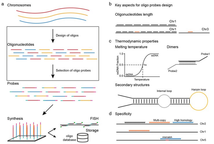 Flow chart and key points of oligo-FISH probe design.