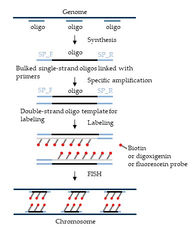 Schematics show oligo probe library enrichment, PCR amplification with primer binding, fluorophore labeling of de novo synthesized probes, and FISH experiments performed on the developed oligo probes.