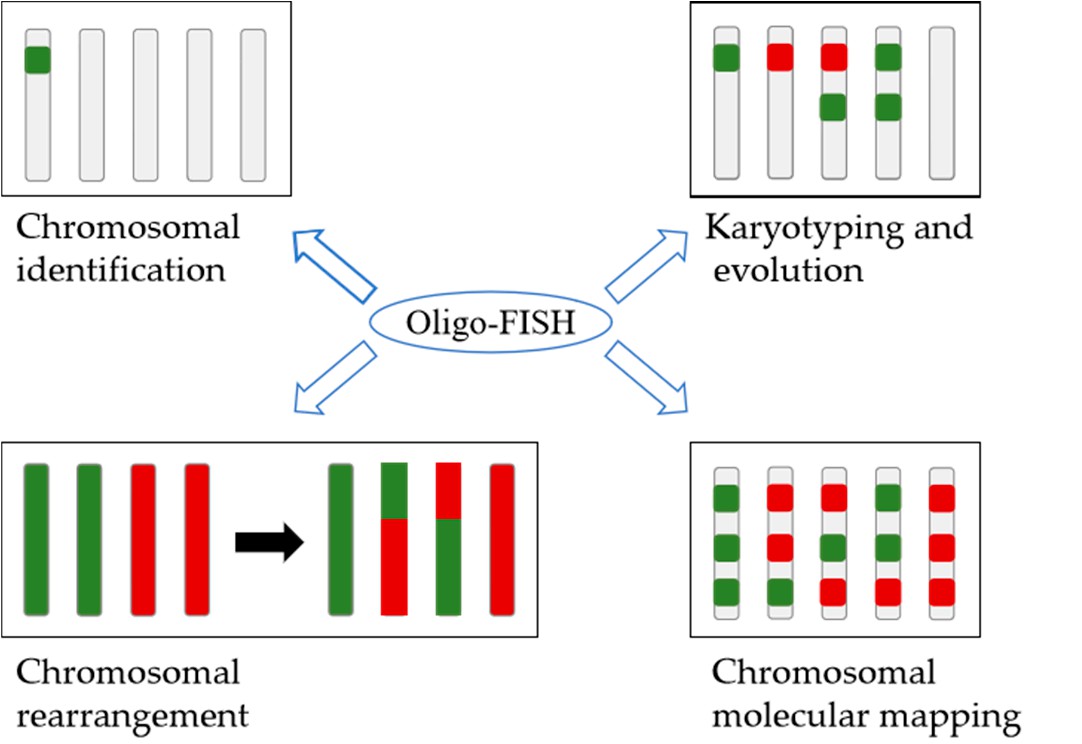 Applications of oligo-FISH in plants genome studies.