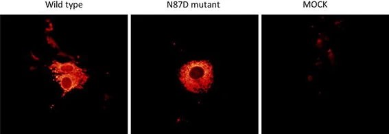 Fluorescence immunostaining of COS-1.