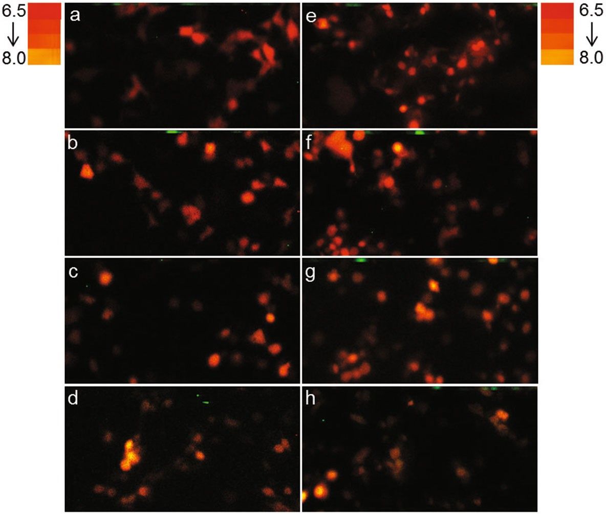 Bioluminescent coloration observed in COS-1 cells under varying pH conditions.