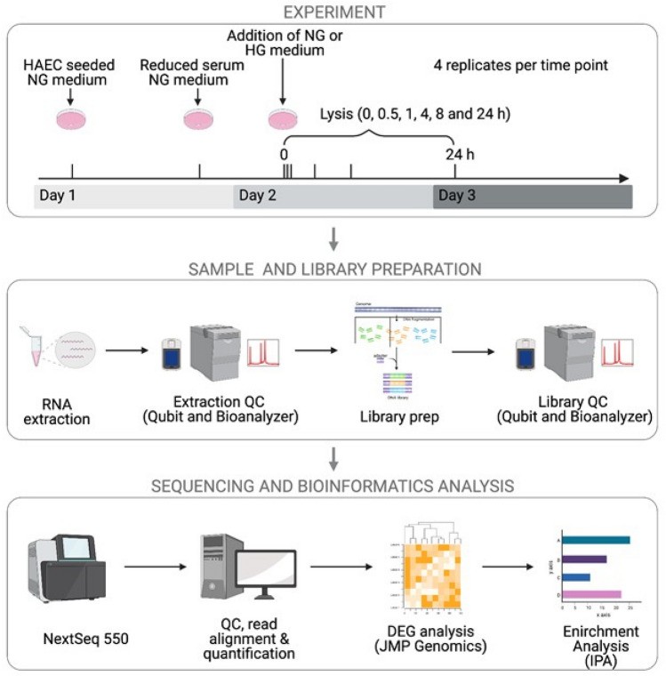 Diagram illustrating the experimental design for time-series RNA-seq.