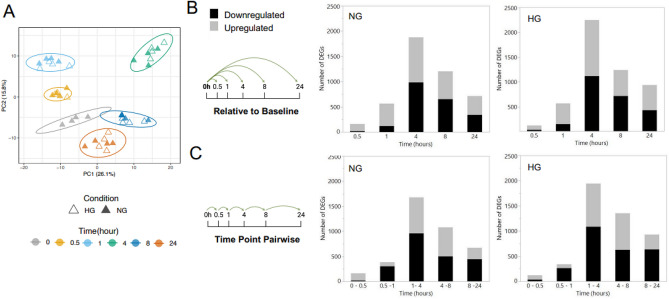 Impact of glucose exposure over time on the transcriptome of HAECs.