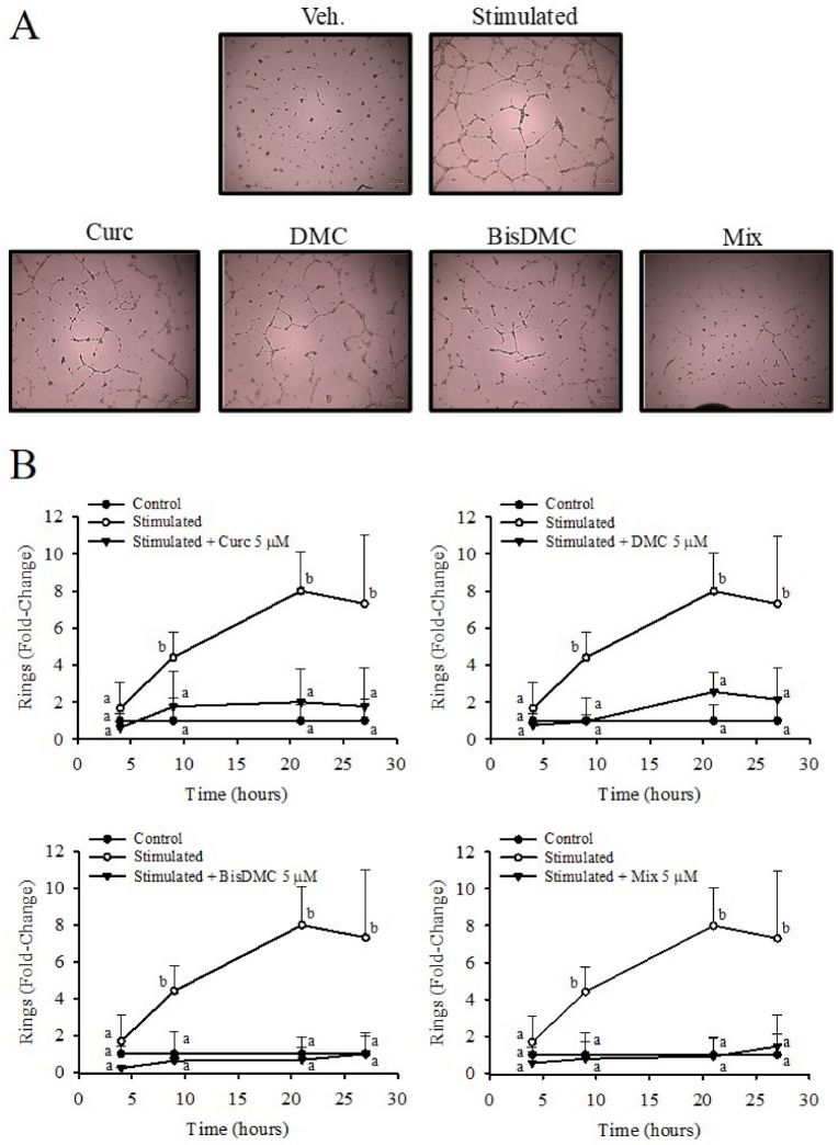 Temporal influence of Curc, DMC, BisDMC, and their combination on tubulogenesis in HAECs.