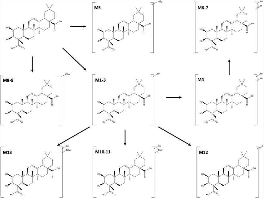 Proposed pathway for the in vitro liver metabolism of medicagenic acid.