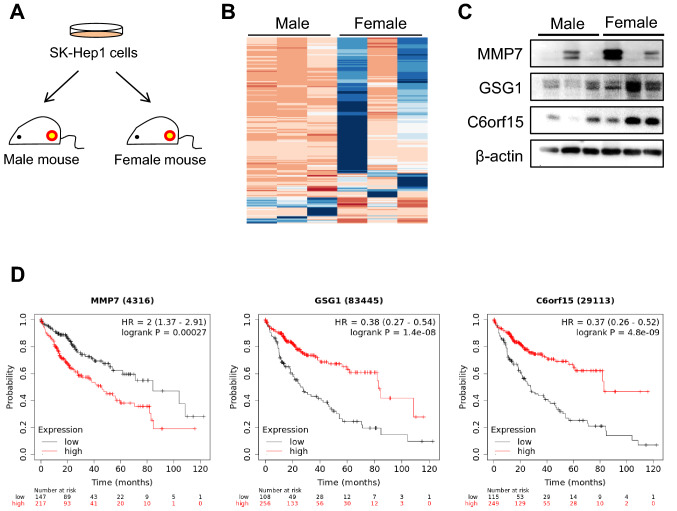 Gender-specific variations in gene expression in SK-Hep1-derived tumors in mice.