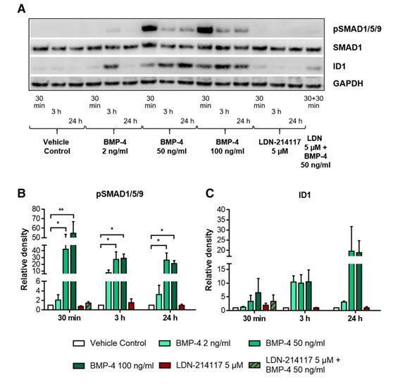 a Western blot detection of SMAD1/5/9 phosphorylation and ID1 after BMP-4 and LDN-214117 treatment of LCLC-103H cells at various time points. b Semi-quantitative analysis of pSMAD1/5/9, relative to total SMAD1 and GAPDH, respectively. c Semi-quantitative analysis of ID1, relative to GAPDH, respectively.