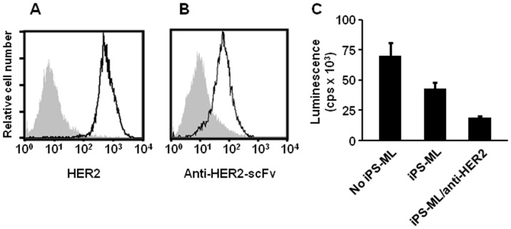 (A). HER2/neu expression on NUGC-4 human gastric cancer cells was analyzed. (B). Cell-surface expression of anti-HER2 scFv on iPS-ML (iPS-ML/anti-HER2) was detected by staining with an anti-cMYC-tag antibody. (C). Luciferase-expressing NUGC-4 cells (5×103 cells/well) were cultured alone or co-cultured in a 96-well culture plate with iPS-ML (1×104 cells/well) with or without anti-HER2 scFv expression.