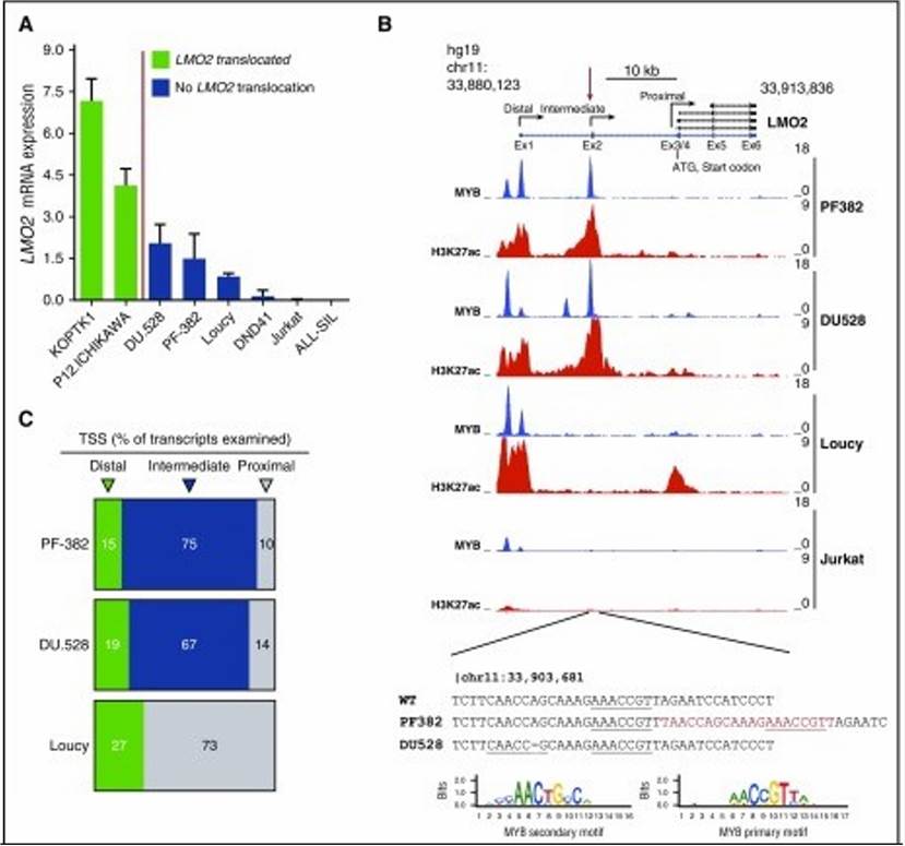 (A) LMO2 expression as determined by qRT-PCR in LMO2 translocated T-ALL cell lines (KOPT-K1 and P12-Ichikawa) and nontranslocated T-ALL cell lines (DU.528, PF-382, Loucy, DND41, Jurkat, and ALL-SIL). (B) ChIP-Seq tracks at the LMO2 locus for MYB and H3K27ac in PF-382, DU.528, Loucy, and Jurkat T-ALL cell lines. (C) Pie chart summarizing the percentage of LMO2 transcripts identified by rapid amplification of 5’ complementary DNA ends that start from the distal, intermediate, and proximal promoters for the PF-382, DU.528, and Loucy T-ALL cell lines.