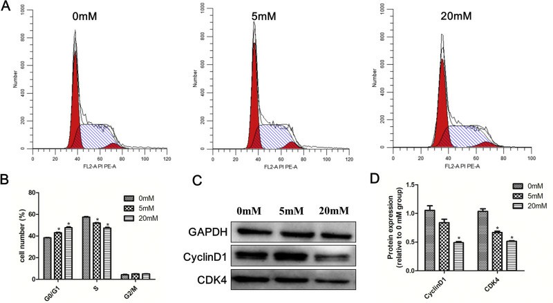 Metformin induces G0/G1 cell cycle arrest in SKM-1 cells.