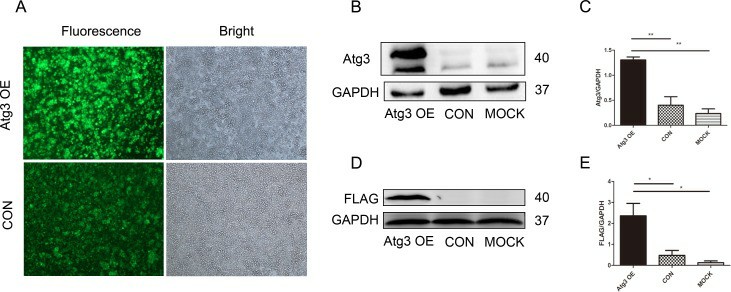 Lentivirus-mediated Atg3 overexpression in SKM-1 cells.