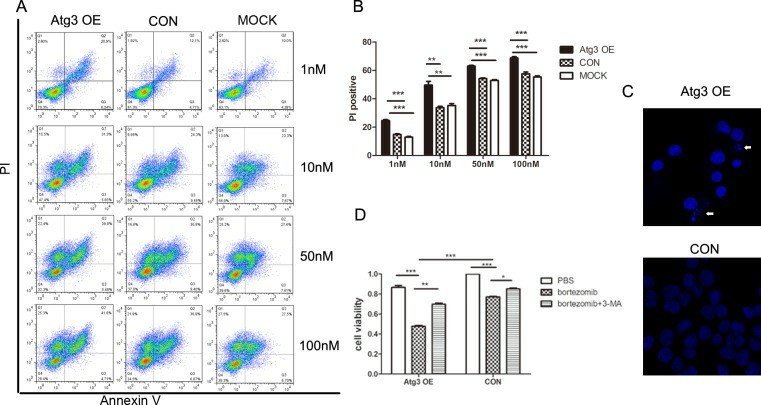 Upregulation of autophagy by Atg3 overexpression increases the sensitivity of SKM-1 cells to bortezomib treatment.