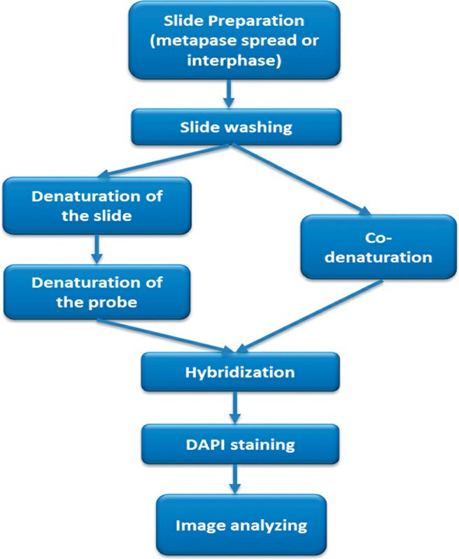 Workflow of the fluorescence in situ hybridization technique.