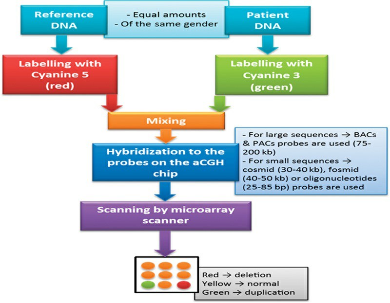 Workflow of the array comparative genomic hybridization technique.