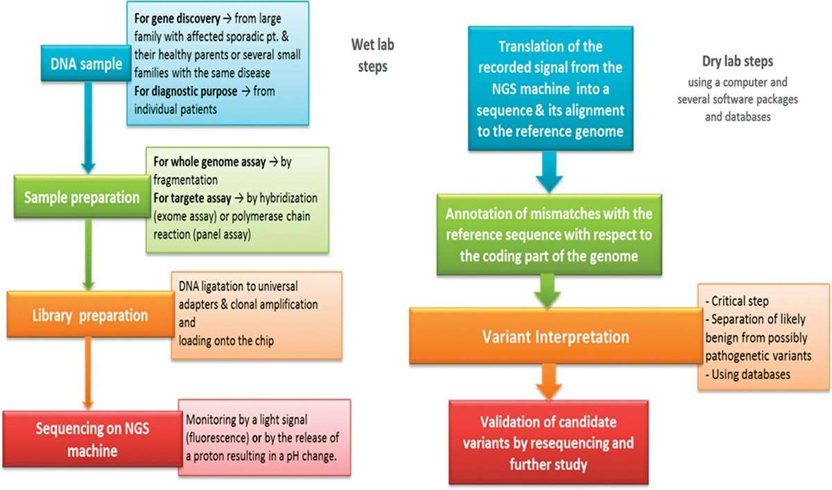 Workflow of the next-generation sequencing technique.