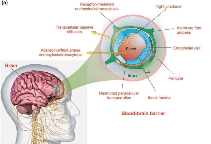 The blood-brain barrier's schematic illustration.