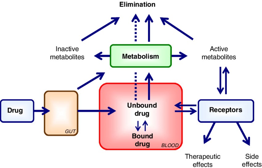 The schematic illustration of protein binding and drug distribution.