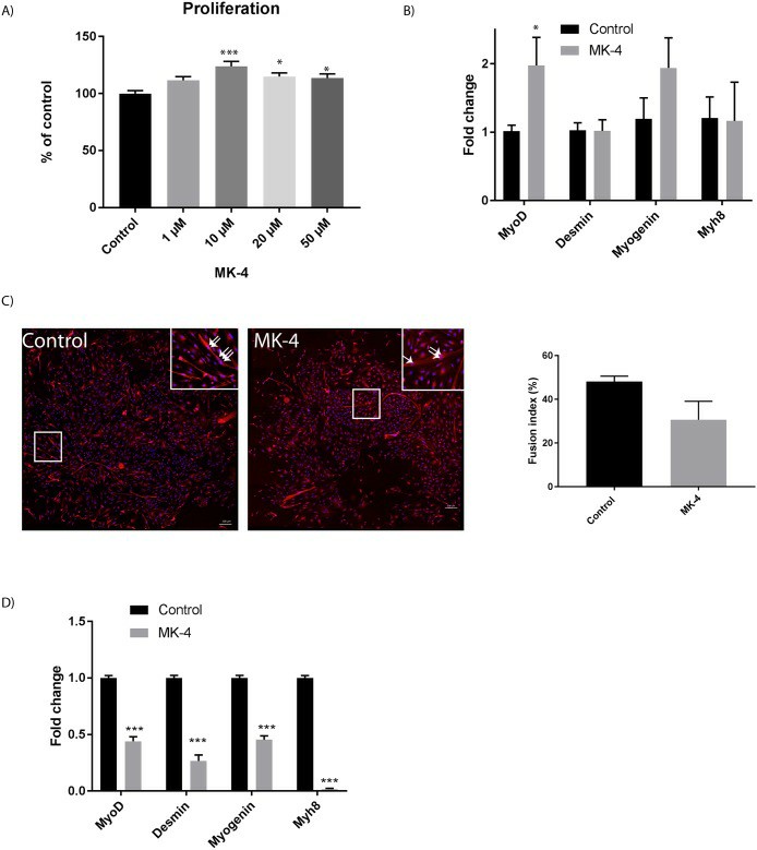 Impact of MK-4 incubation on muscle cell proliferation and differentiation.