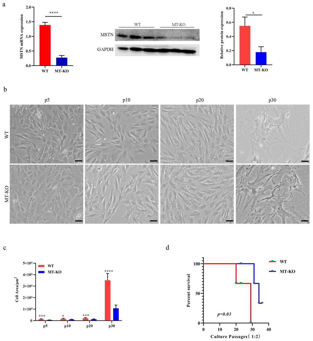 Characteristics of long-term cultured inactivation of the MSTN bovine skeletal muscle cells.