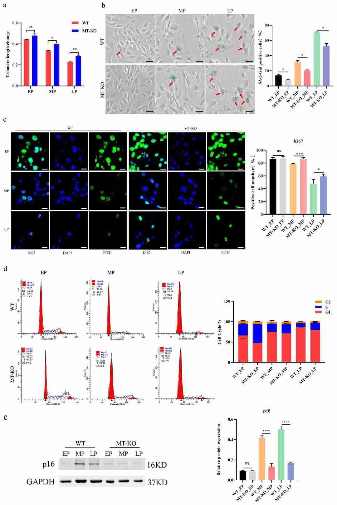 Hallmarks of the senescence phenotype in long-term-cultured bovine skeletal muscle cells.