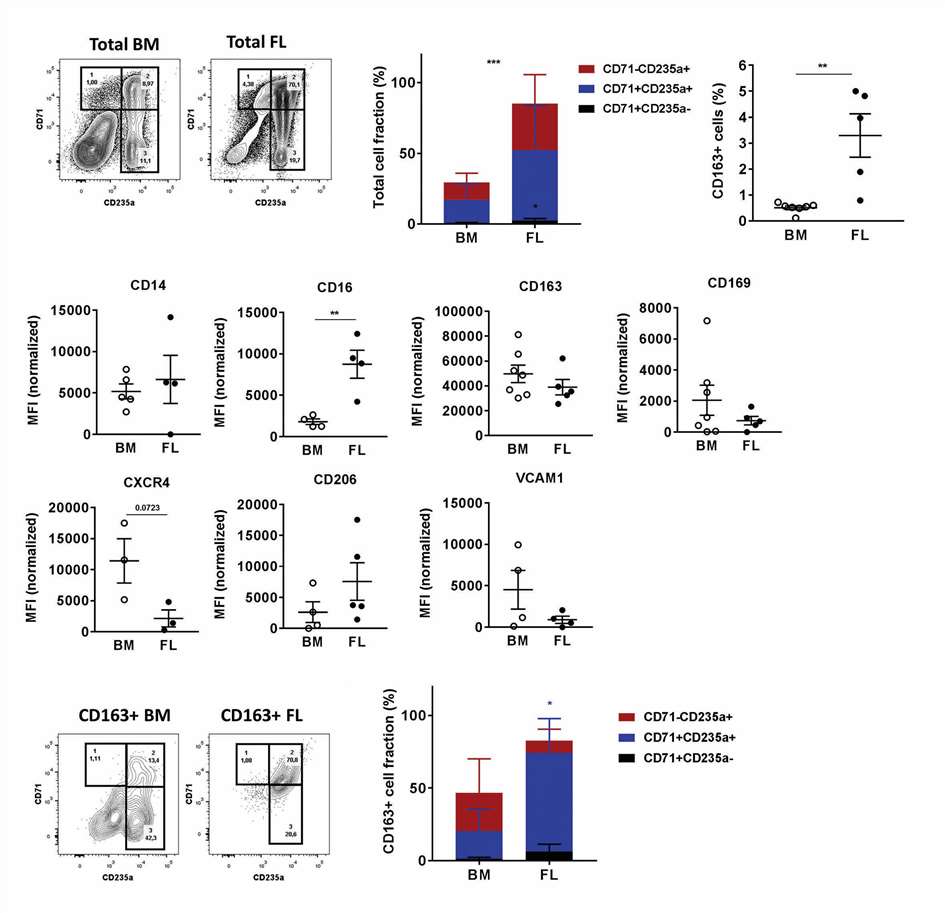 CD163<sup>+</sup> macrophage populations in human bone marrow and fetal liver.