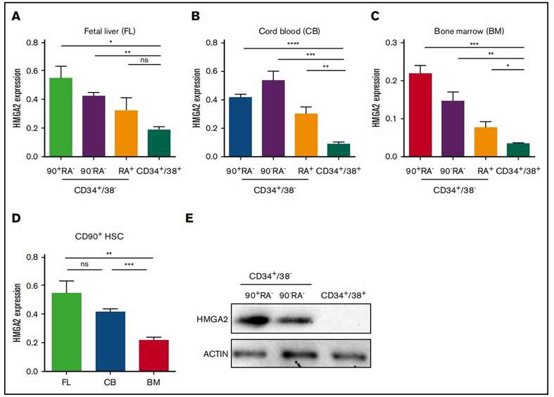 Selective expression of HMGA2 in the early-stage human hematopoietic cell population.