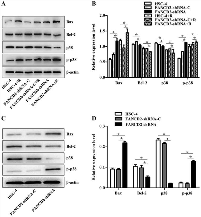 Silencing of FANCD2 increases the Bax/Bcl2 ratio and activates the p38 MAPK signaling pathway in HSC-4 cells after radiotherapy in vitro and in vivo.