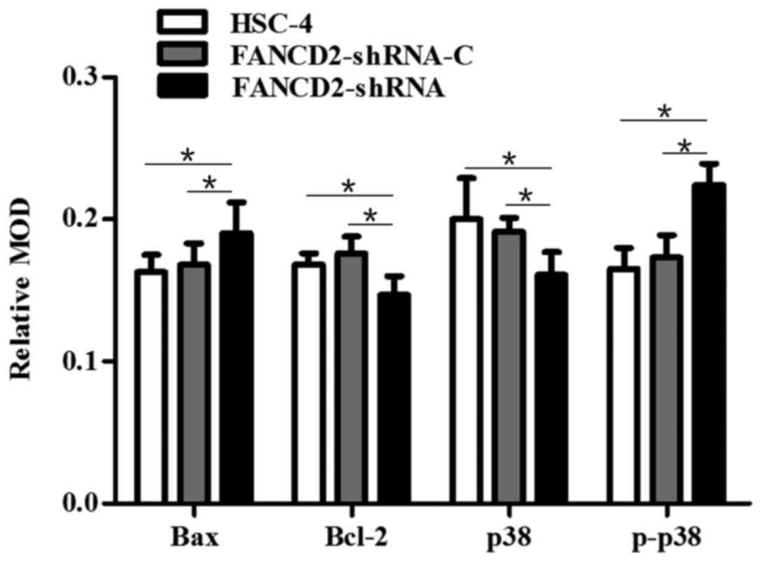 After radiotherapy, the mean optical density (MOD) values for the expression of the Bax and p-p38 proteins in the FANCD2-shRNA group were significantly higher than those in the FANCD2-shRNA-C and HSC-4 groups. In contrast, the MOD values for the expression of the Bcl2 and p38 proteins were significantly lower than those in the FANCD2-shRNA-C group and the HSC-4 group.