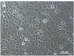 LLC-MK2 cells.