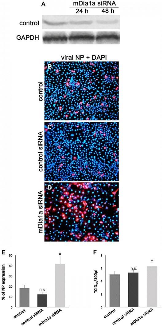 Reduction of mDia1 expression via siRNA enhances influenza A/NWS/33 virus infection outcomes in LLC-MK2 cells.