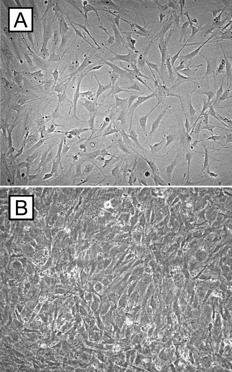 Cell culture experiments of RPE cells. The micrographs demonstrate C57BL/6 RPE cells after 3 (A) and 7 (B) days of cell culture 