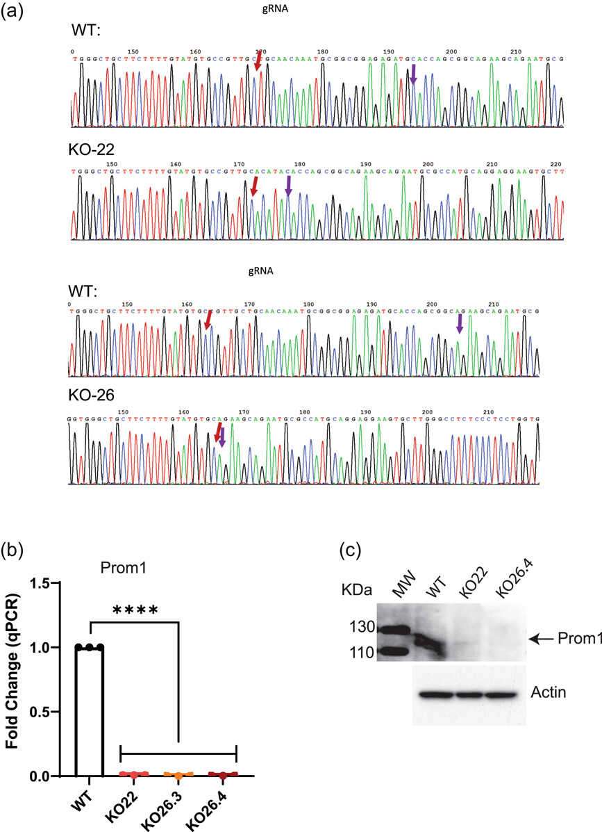 Gene editing of the Prom1 gene using CRISPR/Cas9 in mouse RPE cells.