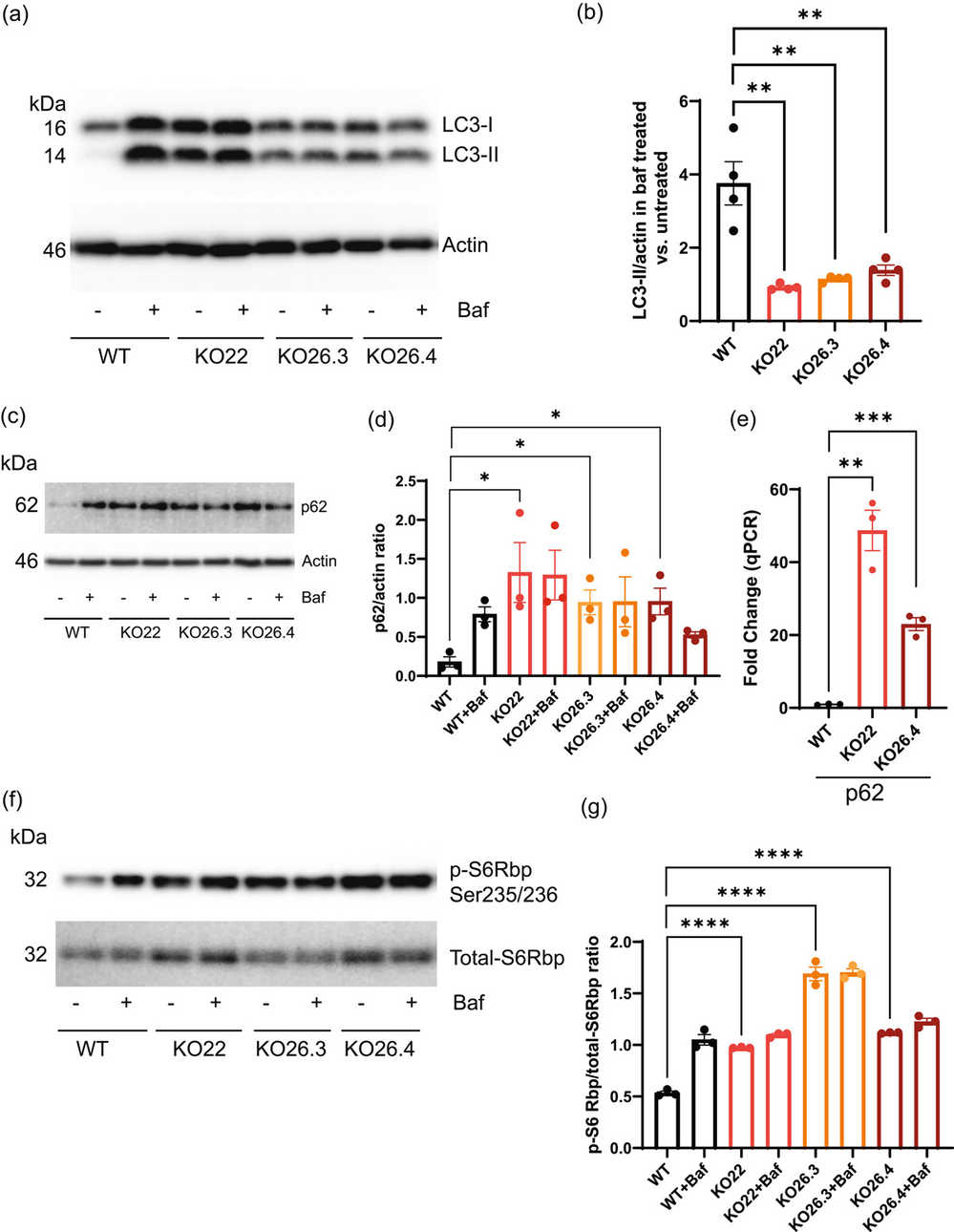 Deletion of Prom1 hampers autophagy via the p62 and mTORC1 signaling pathways in mRPE cells.