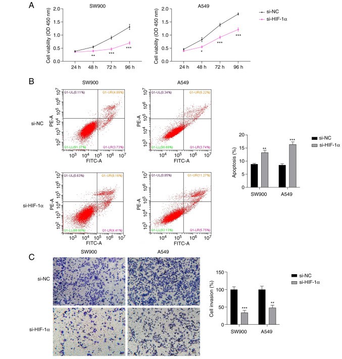 Results of (A) Cell Counting Kit-8, (B) flow cytometry, and (C) Transwell invasion assays of NSCLC cells transfected with si-HIF-1α.