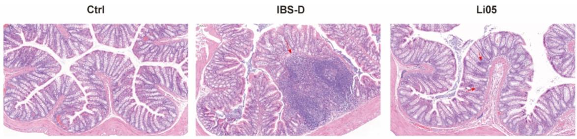 Fig. 2 Histopathological images of colonic tissues in each group of rats stained with H and E.