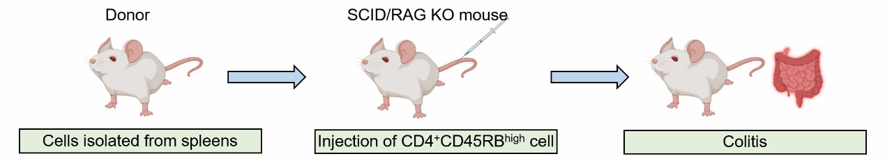 Method of inducing colitis through adoptive T cell transfer in mice.